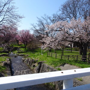 さくら見学